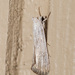 Fine-lined Sallow - Photo (c) greglasley, some rights reserved (CC BY-NC), uploaded by Greg Lasley