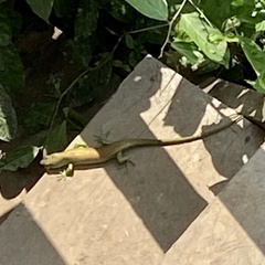 Trachylepis makolowodei