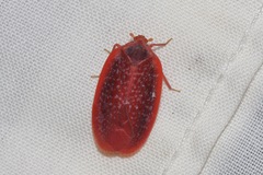 Achilus flammeus