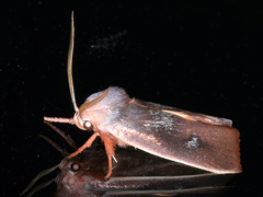 Cryptophasa rubescens