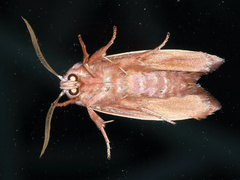 Cryptophasa rubescens