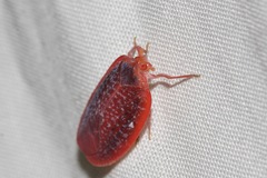 Achilus flammeus