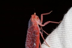 Achilus flammeus