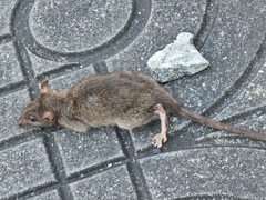 Rattus