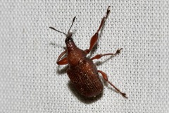 Euops falcata