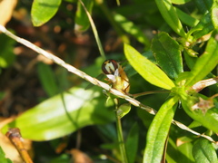 Ischiodon scutellaris