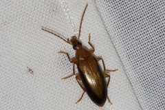 Alleculina