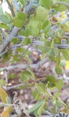 Roepera lichtensteiniana