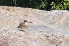 Esacus recurvirostris