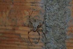 Herennia multipuncta