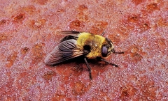 Cephenemyia phobifer