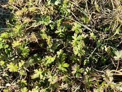 Geranium carolinianum