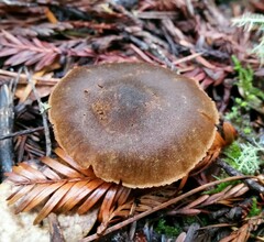 Cortinarius croceus