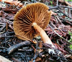Cortinarius croceus