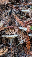 Spodocybe trulliformis