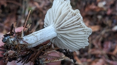 Spodocybe trulliformis