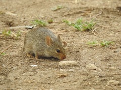 Arvicanthis niloticus