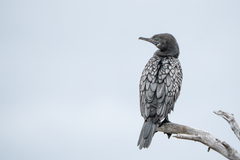 Phalacrocorax sulcirostris