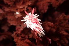 Okenia rosacea