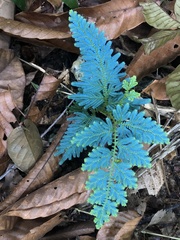 Selaginella willdenowii