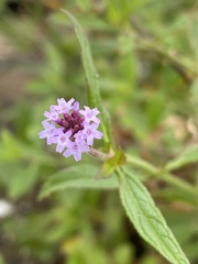 Verbena incompta
