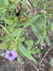 Verbena incompta
