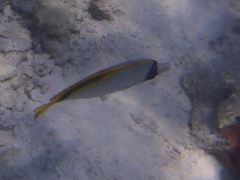 Chaetodon lineolatus