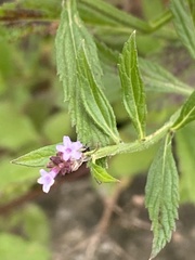Verbena incompta
