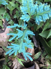 Selaginella willdenowii