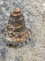 Bembicium auratum