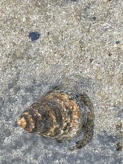 Bembicium auratum