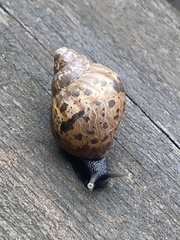Lissachatina fulica