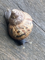 Lissachatina fulica