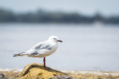 Chroicocephalus novaehollandiae