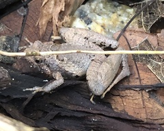 Microhyla mukhlesuri