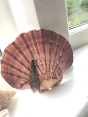 Archichauliodes diversus