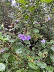 Prostanthera melissifolia