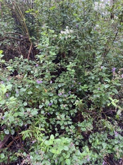 Prostanthera melissifolia