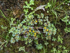 Sedum actinocarpum