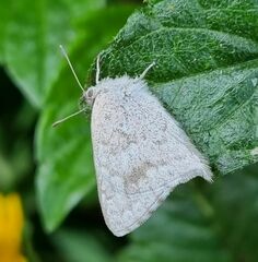 Leptomyrina gorgias sobrina