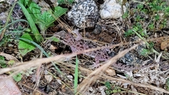 Hemidactylus parvimaculatus