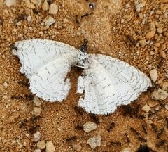 Spalgis lemolea lemolea