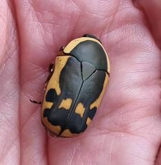 Pachnodella impressa