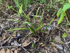 Cymbidium ensifolium
