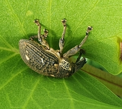 Sternuchopsis glanvillei