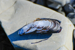 Mytilus trossulus