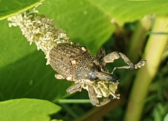 Sternuchopsis glanvillei