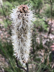 Xanthorrhoea minor