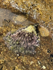 Saccostrea glomerata