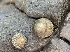 Bembicium nanum